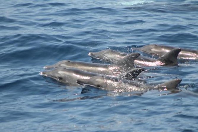 Dolphin and Whales watching cruise from Puerto Rico de Gran Canaria - Sea sickness reality check: how to set yourself up for comfort
