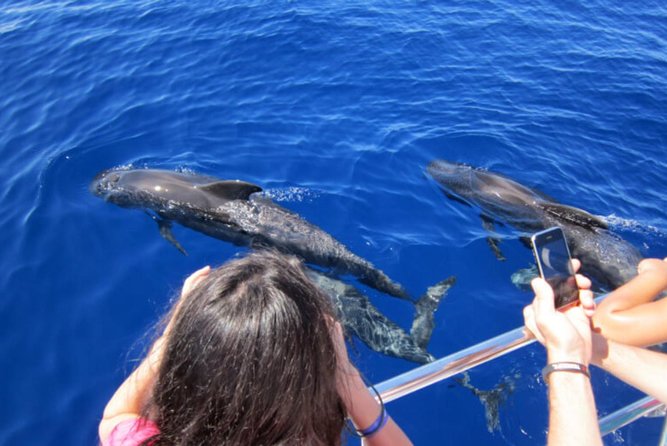Dolphin and Whales watching cruise from Puerto Rico de Gran Canaria - The 10:30 and 1:30 sail: what 2.5 hours feels like at sea