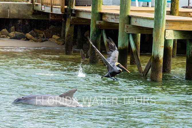 Dolphin and Wildlife Adventure of St. Augustine - Onboard Comfort: Shade, Restroom, Seats, and Room to Move