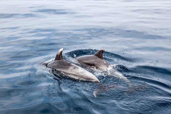 Dolphin Boat Trip in Benalmadena - Key things to know before you go