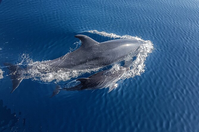 Dolphin Boat Trip in Benalmadena - Benalmádena dolphin spotting, but with less crowd pressure