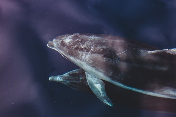 Dolphin Boat Trip in Benalmadena - Meeting point at Sea Love Experience: easy dock access, clear start