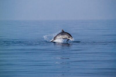 Dolphin Boat Trip in Benalmadena - Your 2-hour rhythm on the water (and how to make it count)