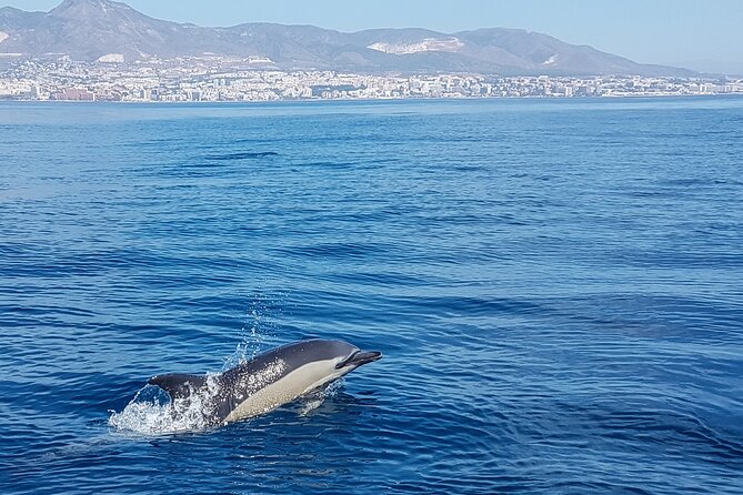Dolphin Boat Trip in Benalmadena - What the boat setup means for comfort