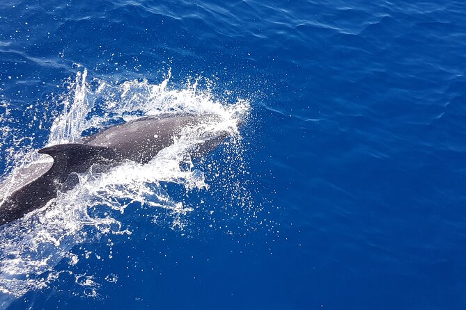 Dolphin Boat Trip in Benalmadena - Weather and minimum numbers: the two things that can change the plan
