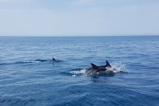 Dolphin Boat Trip in Benalmadena - Who should book this Benalmádena dolphin boat trip?