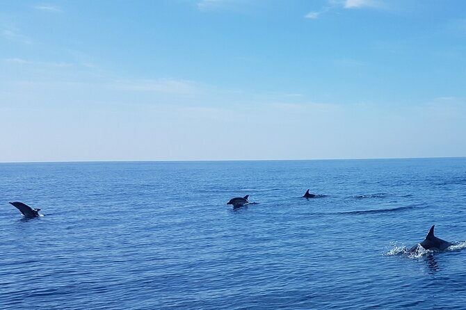 Dolphin Boat Trip in Benalmadena - Booking advice: when to go and how to plan your day