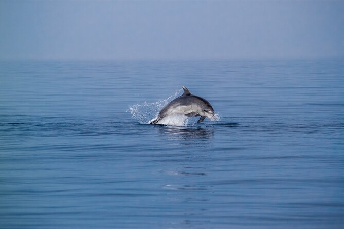 Dolphin Boat Trip in Benalmadena - Your 2-hour rhythm on the water (and how to make it count)