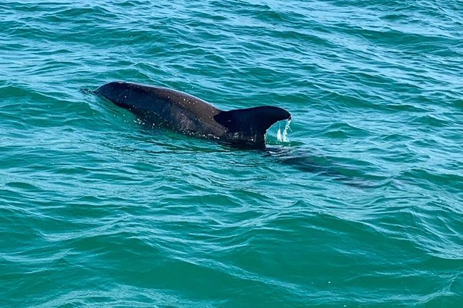 Dolphin Cruise in Destin FL - How long is the cruise, and how to fit it into your Destin day