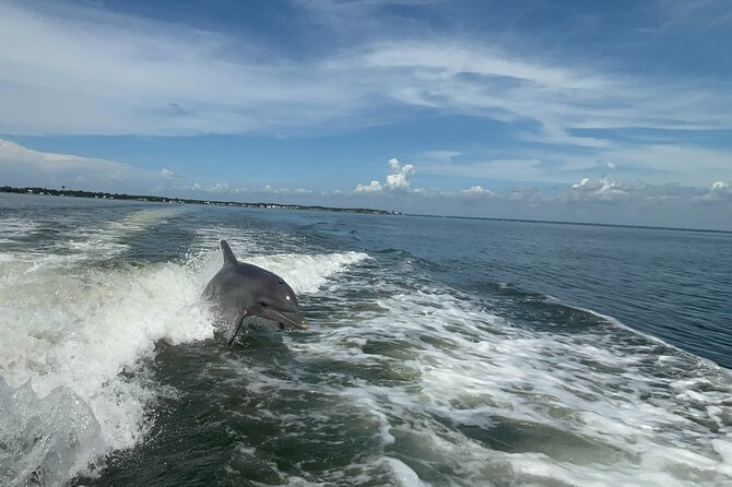 Dolphin cruise in Santa Rosa Beach - What Makes This Dolphin Cruise Different on 30A?