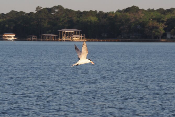 Dolphin cruise in Santa Rosa Beach - Who Should Book This Dolphin Cruise?