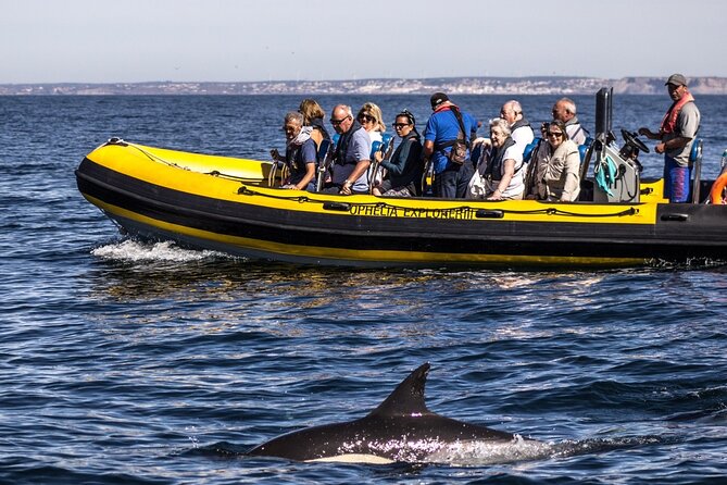 Dolphin Discovery - Dolphin Discovery in Portimão: the actual experience