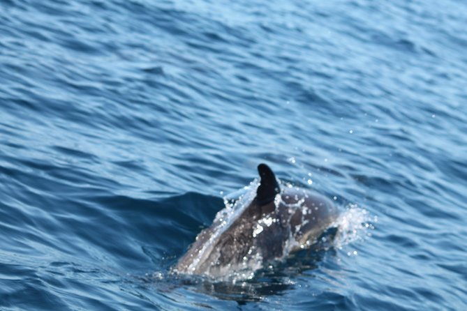 Dolphin Discovery - The speedboat ride: what 2 hours feels like on the water