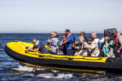 Dolphin Discovery - Benagil caves visit: what you get from going by boat