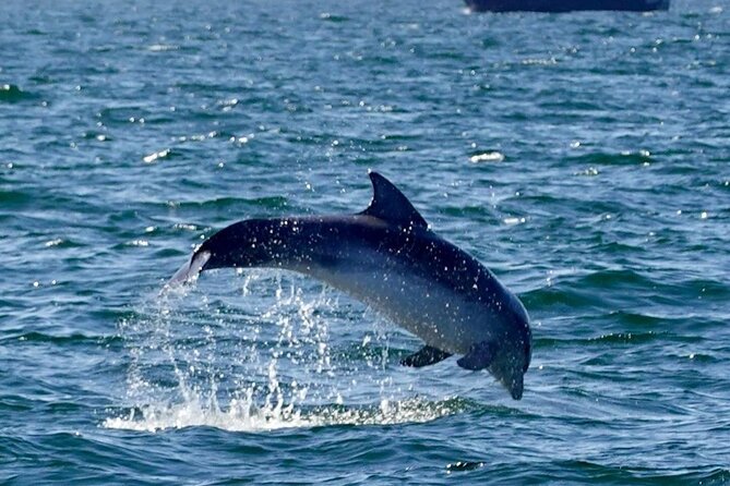 Dolphin Discovery Eco Tour - Key Things I’d Prioritize on This Dolphin Discovery Eco Tour