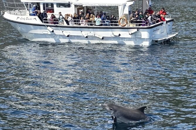 Dolphin Discovery Eco Tour - Two Hours on Dingle Bay: The Coastal Part That Feels Like the Main Event