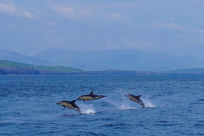 Dolphin Discovery Eco Tour - What’s Included on Board (and What You’ll Want to Bring)