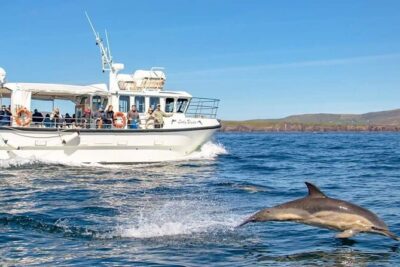 Dolphin Discovery Eco Tour - The Dolphin and Whale Search: A Realistic Way to Watch Without Getting Frustrated