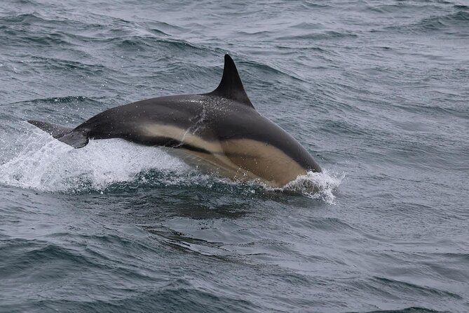 Dolphin Discovery Eco Tour - Meeting at Dingle Boat Tours: Where the Tour Begins and Ends