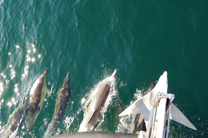 Dolphin Discovery Eco Tour - Group Size and English Guidance: Comfort and Clarity on the Water