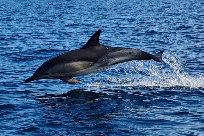Dolphin Discovery Eco Tour - Weather and Season: Why Some Days Deliver More Dolphins