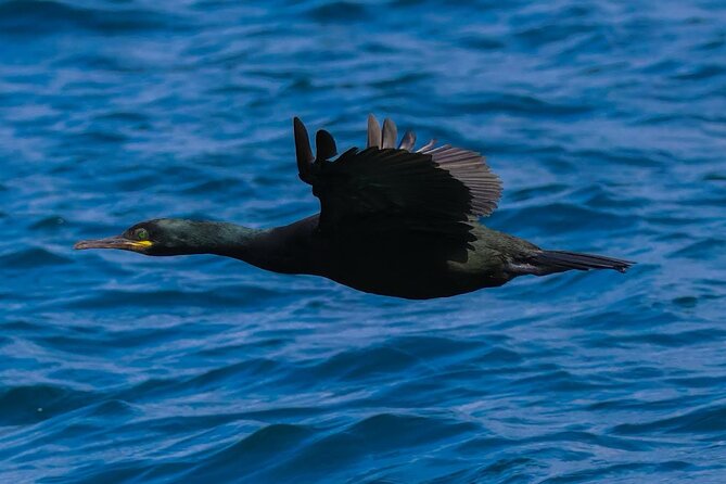 Dolphin Discovery Eco Tour - Should You Book the Dolphin Discovery Eco Tour?