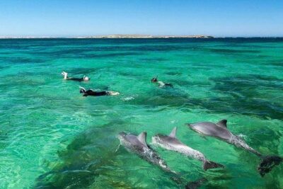 Dolphin Encounters, Ile aux Benitier & Crystal rock: Full-Day (Lunch & Transfer) - Swimming With Dolphins: Respect Rules and Manage Expectations