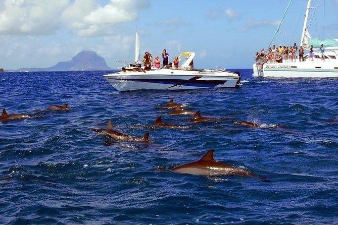 Dolphin Encounters, Ile aux Benitier & Crystal rock: Full-Day (Lunch & Transfer) - Value for $111.96: What You’re Really Paying For