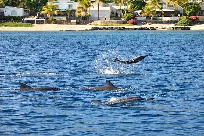 Dolphin Encounters, Ile aux Benitier & Crystal rock: Full-Day (Lunch & Transfer) - Book or Skip This Dolphin and Snorkeling Day?