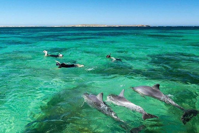 Dolphin Encounters, Ile aux Benitier & Crystal rock: Full-Day (Lunch & Transfer) - Swimming With Dolphins: Respect Rules and Manage Expectations