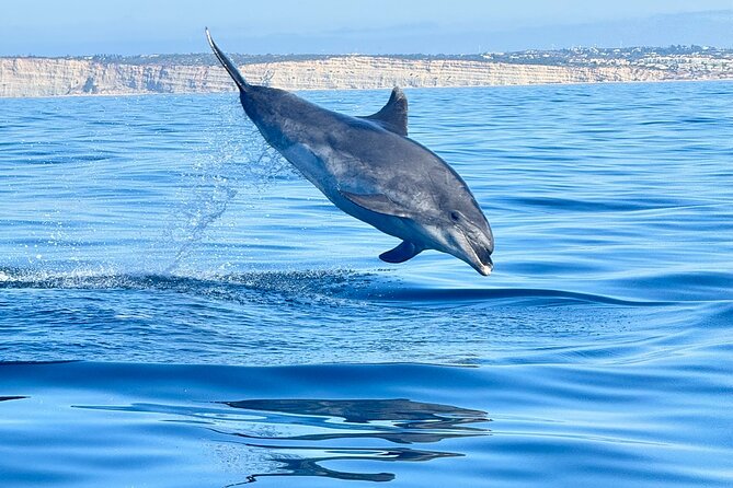 Dolphin Expedition Shared Speedboat tour with Biologist guide - Where Capitão Nemo Algarve starts: Parchal, river, then ocean