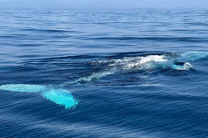 Dolphin Expedition Shared Speedboat tour with Biologist guide - Castle of São João do Arade: why it mattered for Silves