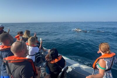 Dolphin Expedition Shared Speedboat tour with Biologist guide - São Francisco Monastery ruins and the 1755 earthquake story