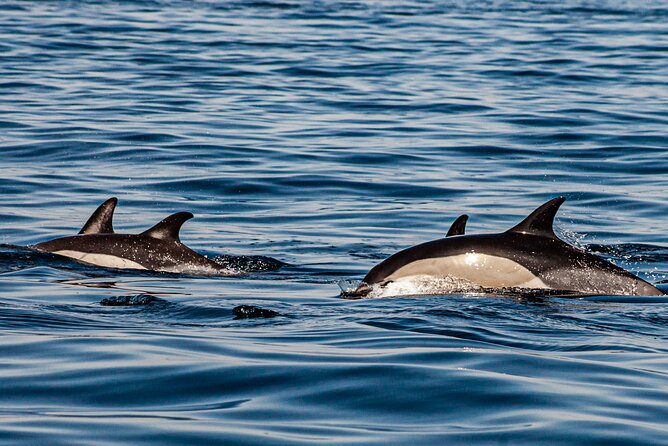 Dolphin Expedition Shared Speedboat tour with Biologist guide - Portimão Marina views and the handoff to the Atlantic