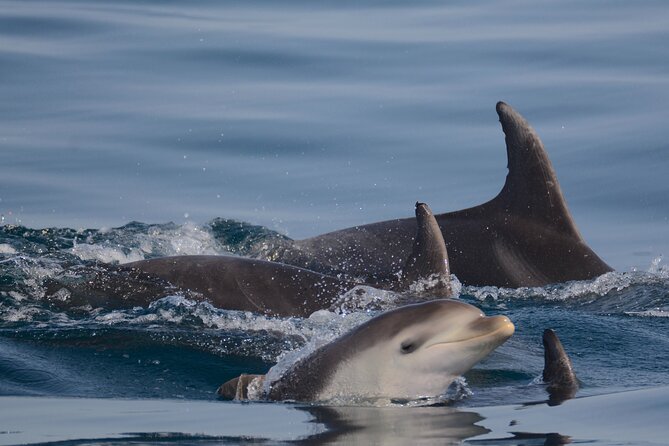 Dolphin Expedition Shared Speedboat tour with Biologist guide - Dolphin expedition with a biologist guide: how the search works