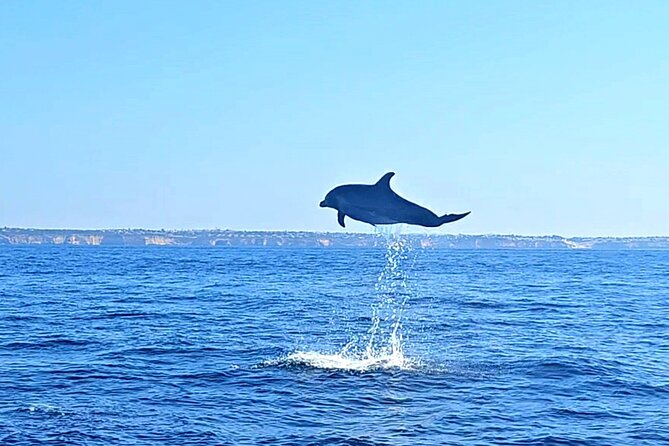 Dolphin Expedition Shared Speedboat tour with Biologist guide - What you can realistically expect to see