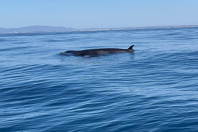 Dolphin Expedition Shared Speedboat tour with Biologist guide - Shared speedboat reality: comfort, safety, and motion