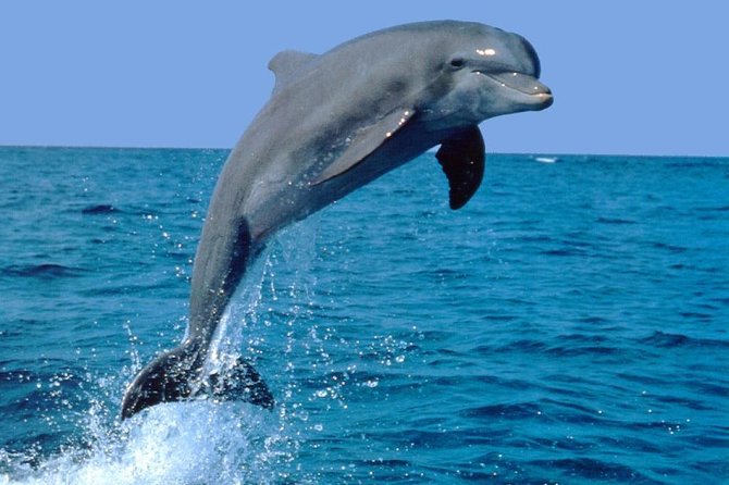 Dolphin Experience in Open Sea and South West Tour of Mauritius including Lunch - Key highlights at a glance