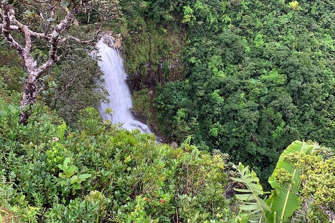 Dolphin Experience in Open Sea and South West Tour of Mauritius including Lunch - Black River Gorges and Alexandra Falls viewpoint: nature time with variety