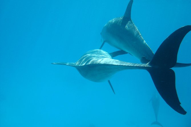Dolphin house - Key highlights to know before you go