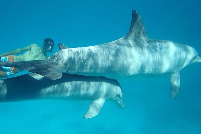 Dolphin house - Dolphin House trip: your best odds for a wild encounter