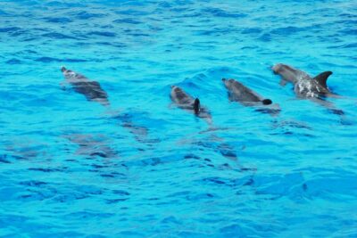 Dolphin house - Snorkeling over the coral: what you’re really paying for