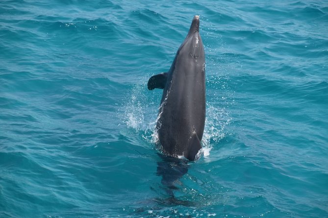 Dolphin House and Banana Boat Fun from Hurghada - Snorkeling on the Red Sea: three sites and a real guide