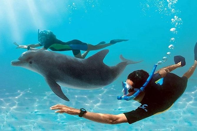 Dolphin House By Private Speed Boat & Drinks & Transfer-Hurghada - Key Highlights You Should Know