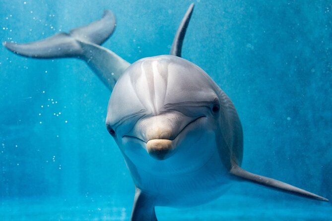 Dolphin House By Private Speed Boat & Drinks & Transfer-Hurghada - The 8:00 AM Start: How the Timing Usually Feels