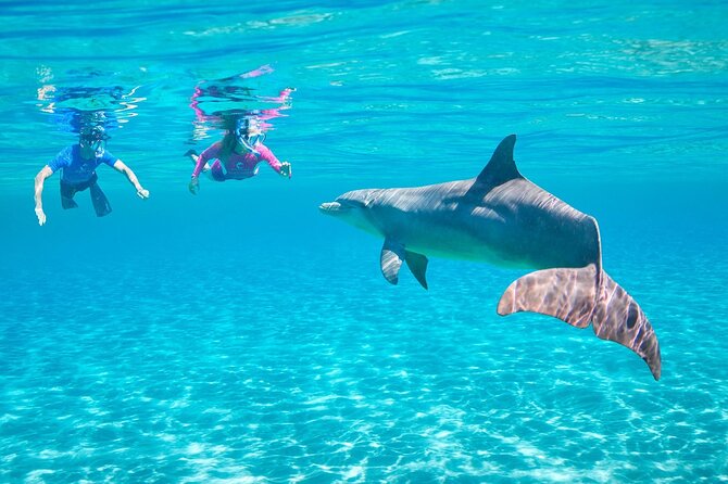 Dolphin House By Private Speed Boat & Drinks & Transfer-Hurghada - Dolphin House Swim: How to Make the Most of the Moment