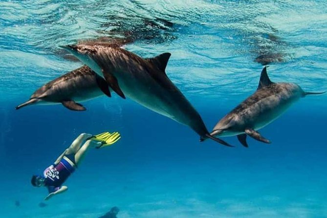 Dolphin House By Private Speed Boat & Drinks & Transfer-Hurghada - Snorkeling After the Dolphins: Gear, Water Time, and Expectations