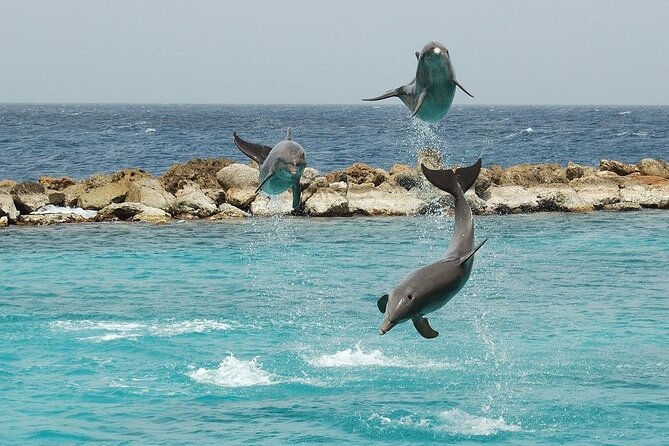 Dolphin House By Private Speed Boat & Drinks & Transfer-Hurghada - Boat Activities: Dolphin Day, With a Few Possible Extras