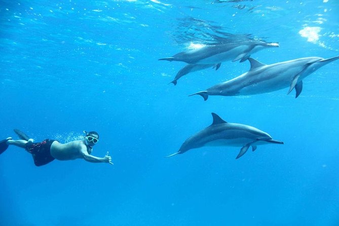 Dolphin House By Private Speed Boat & Drinks & Transfer-Hurghada - Who This Tour Works Best For