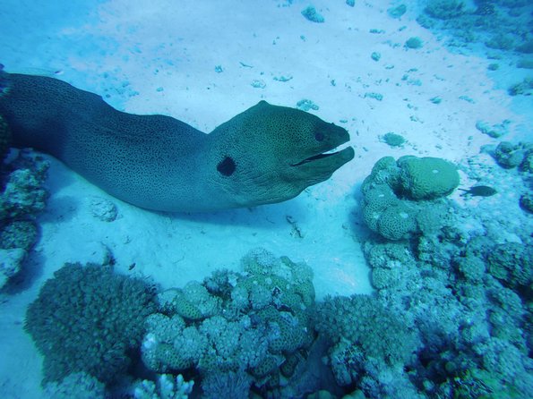 Dolphin House Reef Snorkeling Sea Trip With Transfer - Marsa Alam - Snorkeling with a guide: what you’re actually paying for